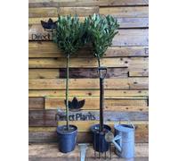 Extra Large Laurus Nobilis Lollipop Standard Bay Tree 5Ft Tall By Direct Plants
