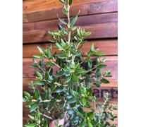 Extra Large Olearia Haastii Daisy Bush Evergreen Shrub 4-5Ft In A 7.5 Litre Pot By Direct Plants
