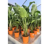 Extra Large Strelitzia Bird of Paradise Tree 4-5ft Tall in a 5/7 Litre Pot By Direct Plants