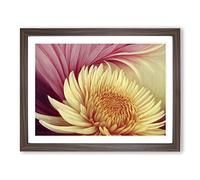 Extravagant Chrysanthemum Flower H1022 Framed Print for Living Room Bedroom Home Office Décor, Wall Art Picture Ready to Hang, Walnut A3 Frame (46 x 34 cm)