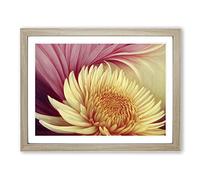 Extravagant Chrysanthemum Flower H1022 Framed Print for Living Room Bedroom Home Office Décor, Wall Art Picture Ready to Hang, Oak A2 Frame (64 x 46 cm)