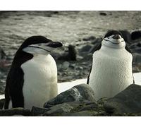 Extreme Animals