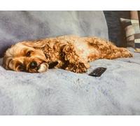 eXtreme Dog Luxury Comfy Cover Faux Fur 100 X 170