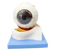 Eye Anatomical Model Eye Ball Anatomy Model Human Eyeball Structure Model 31 Indication Signs Teaching Optics for Medical Anatomy Research Teaching Medical Demonstration Educational