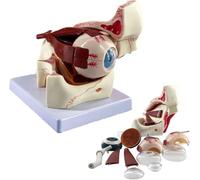 Eye Anatomy Model,3 Times Human Eyeball Anatomical Model And Orbit Human Eye Anatomical Model Optic Nerve And Muscle Model for Learning Tool for Educational Teaching