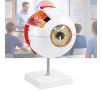 Eye Anatomy Model, 6X Enlarged Eyeball Model, Human Eye Anatomical Model for Science Education Students Study Display Medical Teaching, with Removable Stand