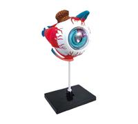 Eye Anatomy Model, 9.45 inches Detachable Eyeball Anatomy Model, Educational Learning Tool with Stand, for Doctor Offices Health Studies School College Class Classroom Display Desk