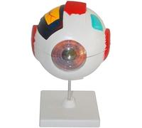 Eye Anatomy Model - Human Eye Anatomy Model Human Organ Anatomy Model Science Classroom Learning Display Laboratory Equipment Teaching Medical Models