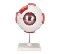 Eye Anatomy Model, Strong PVC 7 Parts Human Eyeball Model 6X Enlarged Bright Colors for Teaching