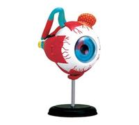 Eye Ball Anatomy Model Anatomy of The Human Eye Orbit Model, Medical Anatomy of The Eyelids, 32 Orbital Screens for Assisted Teaching of Eye Model Anatomy Teaching Model Study Model