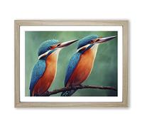 Eye Catching Kingfisher Birds Framed Print | A3 Oak Framed Wall Art | Ready to Hang | Modern Nature Picture | Living Room Bedroom Lounge Office