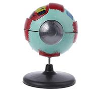 Eye Structure Model Eyeball Internal Learn Human Anatomical Lab Teaching Education