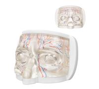 Eye Training Model for Injection and Filler Practice, Transparent Facial Model with Simulated Blood Vessels, Face Model for Medical Students Doctors, Estheticians, Microplasty Practice