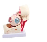 Eyeball Anatomical Model 3x Enlarged Human Eye Model Can be Disassembled Teaching Model 3X Magnification Optic Nerve and Muscles of The Eyeball Helps See The Hierarchy of The Eyeball