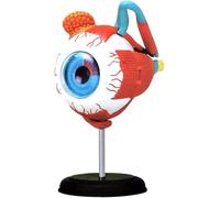 Eyeball Anatomy Human Body Model 4d Eyeball Science Model Removable Eye Model anatomy models