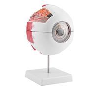 Eyeball Anatomy Model 6X Magnification PVC Human Eye Model Medical Educational Materials