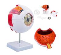 Eyeball Model - 6X Enlarged Human Eye Anatomy Model for Science Education and Medical Display