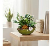 Eyleen Autumn Trio Plant Arrangement - 22Cm Ceramic Boat