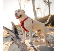 EzyDog Classic Chest Plate Harness, Medium, Blaze Orange