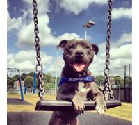 EzyDog Quick Fit Harness Blue M