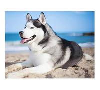EZYHO DIY Full Diamond Painting Rhinestone Husky Dog Pictures of Crystals Embroidery Kits Arts Crafts Sewing for Home Decor Kit 50 * 50CM