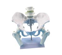 F Fityle Female Pelvis Model Female Skeleton Model, Practical, Human Skeleton Medical Teaching, Teaching Equipment, Professional, Style A