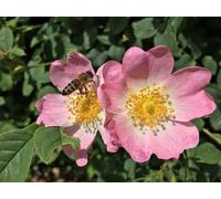 F&G Supplies 10 x 1-2ft Dog Rose (Rosa Canina) Field Grown Bare Root Hedging Plants Tree Whip Sapling in Green F&G Supplies Green