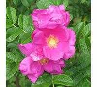 F&G Supplies 10 x 1-2ft Hedging Rose (Rosa Rugosa) Bare Root Hedging Plants Tree Sapling in Pink F&G Supplies Pink