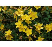 F&G Supplies 10 x 1-2ft Hypericum 'Hidcote' St John's Wort Bare Root Hedging Plants Tree Sapling in Yellow F&G Supplies Yellow