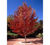 F&G Supplies 10 x 1-2ft Liquidamber (Sstyraciflua) Field Grown Bare Root Hedging Plants Tree Whip Sapling in Red F&G Supplies Red