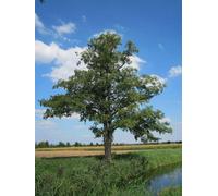 F&G Supplies 10 x 2-3ft Alder (Alnus Glutinosa) Field Grown Hedging Plants Tree Sapling Whips in Green F&G Supplies Green