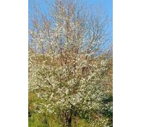 F&G Supplies 10 x 2-3ft Cherry Plum (Prunus Cerasifera) Bare Root Hedging Plants in Brown F&G Supplies Brown