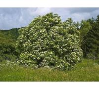 F&G Supplies 10 x 2-3ft Elder (Sambucus Nigra) Field Grown Bare Root Hedging Plants Tree Whip Sapling in Green F&G Supplies Green
