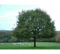 F&G Supplies 10 x 2-3ft English Oak (Quercus Robur) Field Grown Bare Root Hedging Plants Tree Whip Sapling in Green F&G Supplies Green