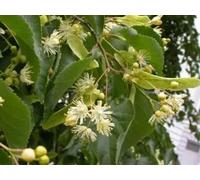 F&G Supplies 10 x 2-3ft Lime (Tilia Cordata) Field Grown Bare Root Hedging Plants Tree Whip Sapling in Green F&G Supplies Green