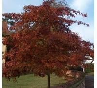 F&G Supplies 10 x 2-3ft Red Oak (Quercus Rubra) Field Grown Hedging Plants Tree Whip Sapling F&G Supplies Red