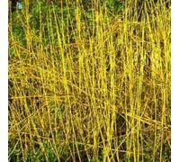 F&G Supplies 10 x 2-3ft Yellow Dogwood (Cornus Stolonifera 'Flaviramea') Field Grown Hedging Plants Tree Sapling F&G Supplies Yellow