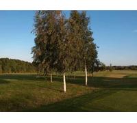 F&G Supplies 10 x 2ft Silver Birch (Betula Pendula) Field Grown Hedging Plants Tree Sapling in Green F&G Supplies Green