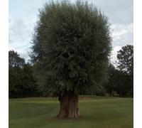 F&G Supplies 10 x 3-4 White Willow (Salix Alba) Field Grown Bare Root Hedging Plants Tree Whip Sapling in Green F&G Supplies Green