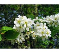 F&G Supplies 10 x 3-4ft Bird Cherry (Prunus Padus) Bare Root Hedging Plants Tree Whips Sapling in Green F&G Supplies Green