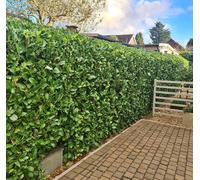 F&G Supplies 10 x 3-4ft Laurel (Prunus Laurocerasus 'Rotundifolia') Large Multi-stemmed Bushy Bare Root Evergreen Hedging Plants Whip Sapling in Green F&G Supplies Green