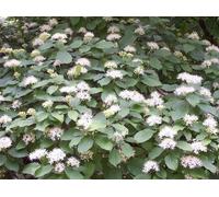 F&G Supplies 10 x 3-4ft Native Hedging Dogwood (Cornus Sanguinea) Bare Root Hedging Plants Tree Whips in Green F&G Supplies Green