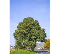 F&G Supplies 10 x 3-4ft Sessile Oak (Quercus Petraea) Bare Root Hedging Plants Tree Sapling in Green F&G Supplies Green