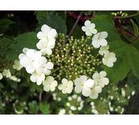 F&G Supplies 10 x 3ft Guelder Rose (Viburnum Opulus) Field Grown Bare Root Hedging Plants Tree Whip Sapling in Green F&G Supplies Green
