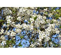 F&G Supplies 10 x 3ft Hawthorn (Crataegus Monogyna) Wildlife Friendly Bare Root Hedging Plants in Green F&G Supplies Green