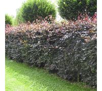 F&G Supplies 10 x 3ft Purple Beech (Fagus Sylvatica Atropunicea) Semi-Evergreen Field Grown Hedging Plants F&G Supplies Purple