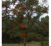 F&G Supplies 10 x 3ft Rowan (Sorbus Acuparia) Native Hedge Plants Hedging Bare Root Tree Saplings in Green F&G Supplies Green