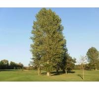 F&G Supplies 10 x 4-5ft Poplar (Populus Nigra) Field Grown Bare Root Hedging Plants Tree Whip Sapling in Green F&G Supplies Green