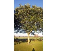 F&G Supplies 10 x 40-60cm Walnut (Juglans Regia) Field Grown saplings Hedging Plants Tree Whip in Green F&G Supplies Green