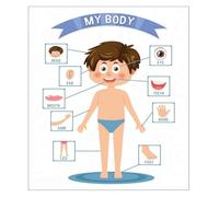 Fabric Human Body Chart for Kids My Body Educational Wall Poster Anatomy Learning for Classroom Homeschool and School Decor(Unframed,12x18inch(30x45cm))